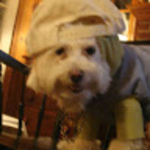 Meet your Posher, Betsy